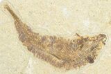 Limestone with Two Fossil Fish (Knightia) - Wyoming #348106-2